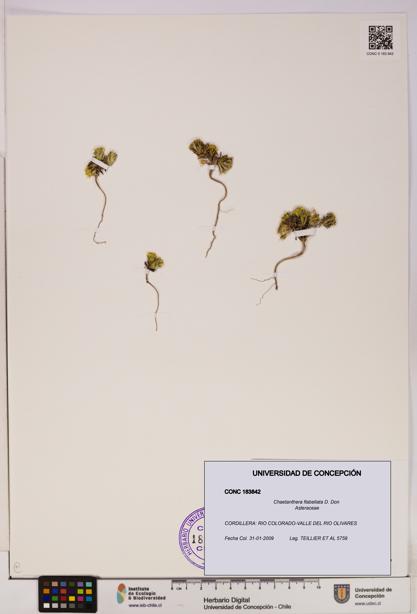 Chaetanthera flabellata [Espécimen: UDEC:CONC:0183842]