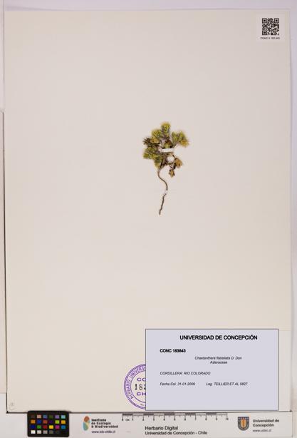 Chaetanthera flabellata [Espécimen: UDEC:CONC:0183843]