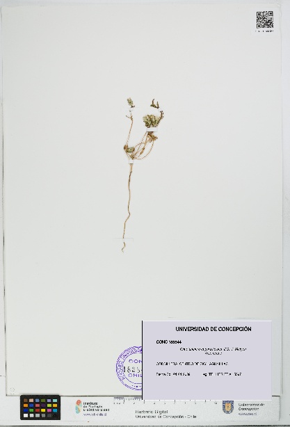 Chaetanthera euphrasioides [Espécimen: UDEC:CONC:0183844]