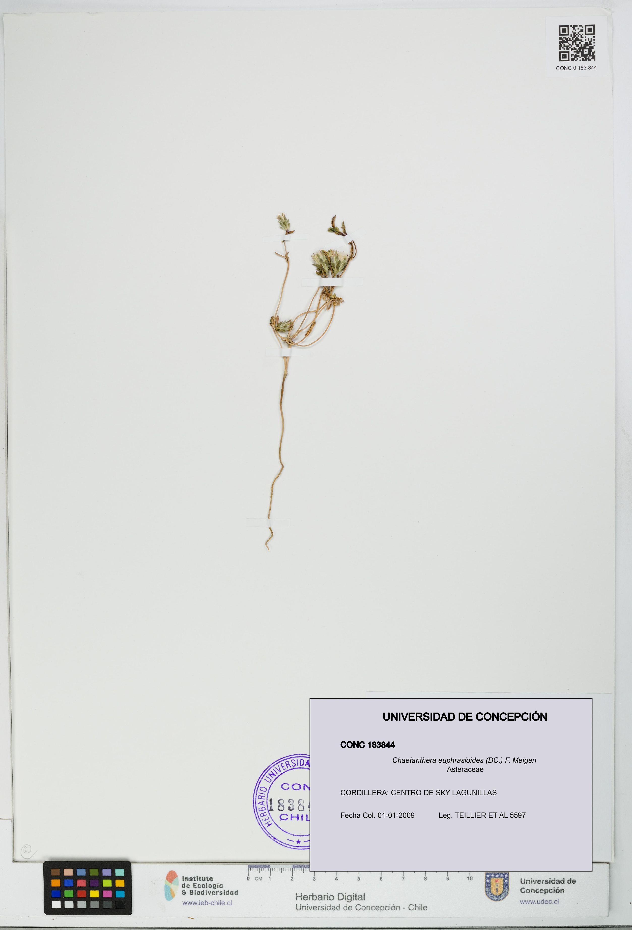 Chaetanthera euphrasioides [Espécimen: UDEC:CONC:0183844]