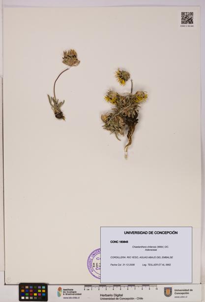 Chaetanthera chilensis [Espécimen: UDEC:CONC:0183845]