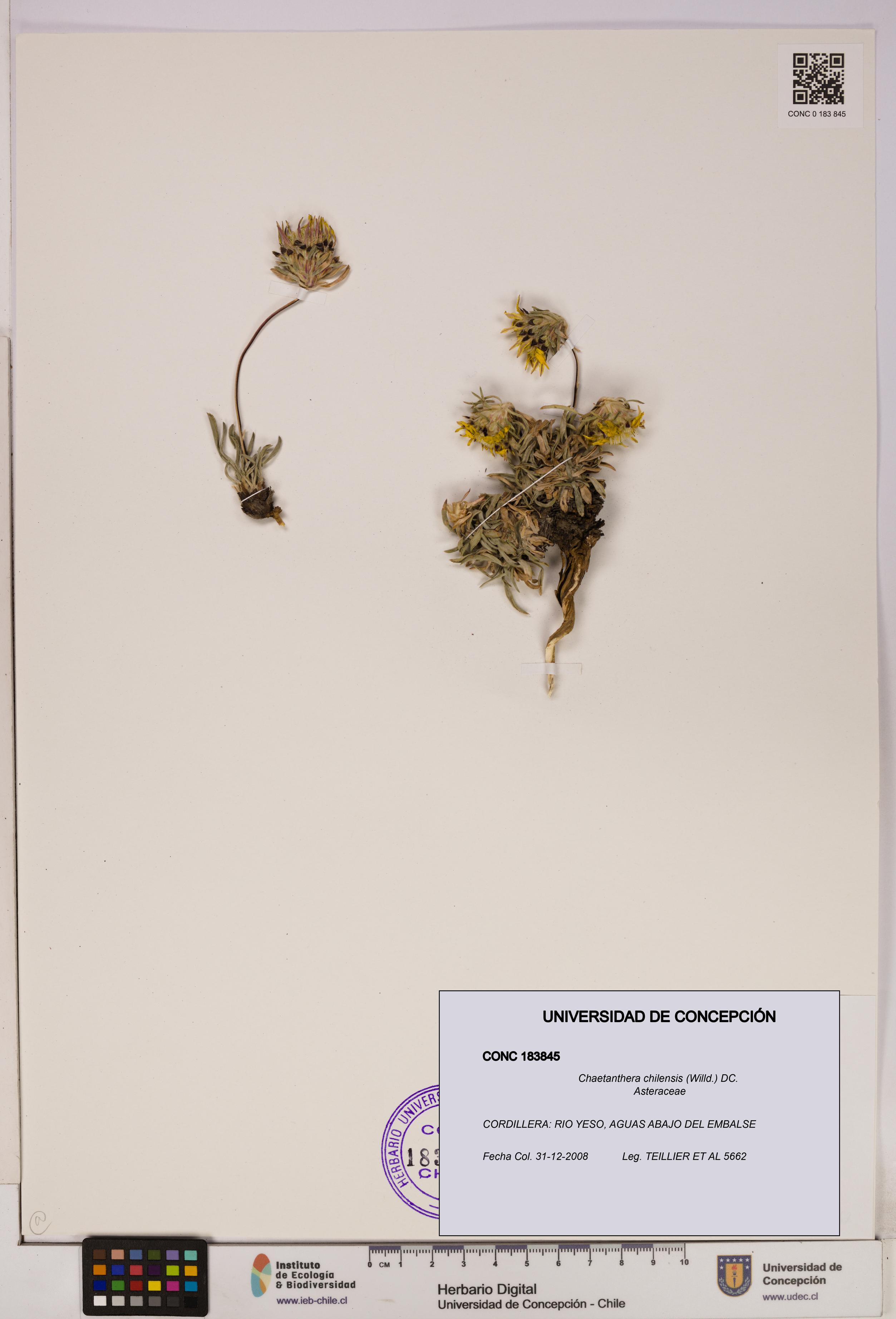 Chaetanthera chilensis [Espécimen: UDEC:CONC:0183845]