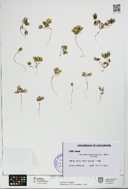 Chaetanthera euphrasioides [Espécimen: UDEC:CONC:0183846]