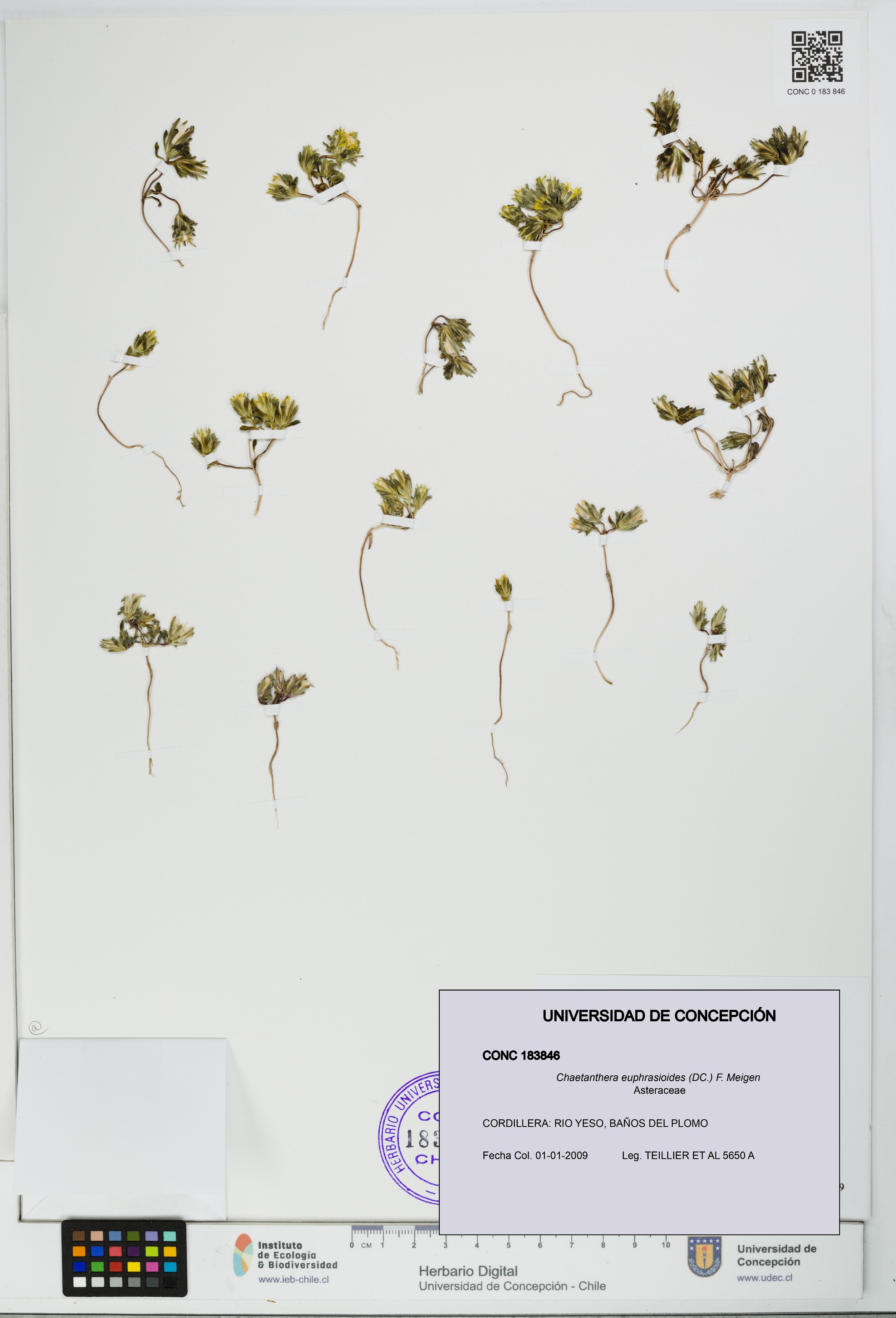 Chaetanthera euphrasioides [Espécimen: UDEC:CONC:0183846]