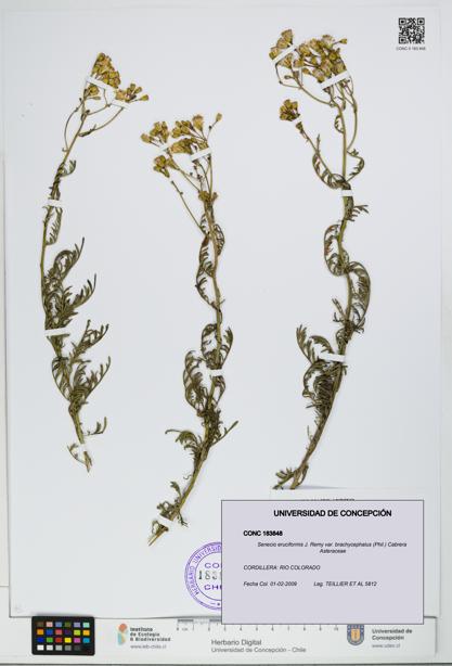 Senecio eruciformis var. brachycephalus [Espécimen: UDEC:CONC:0183848]