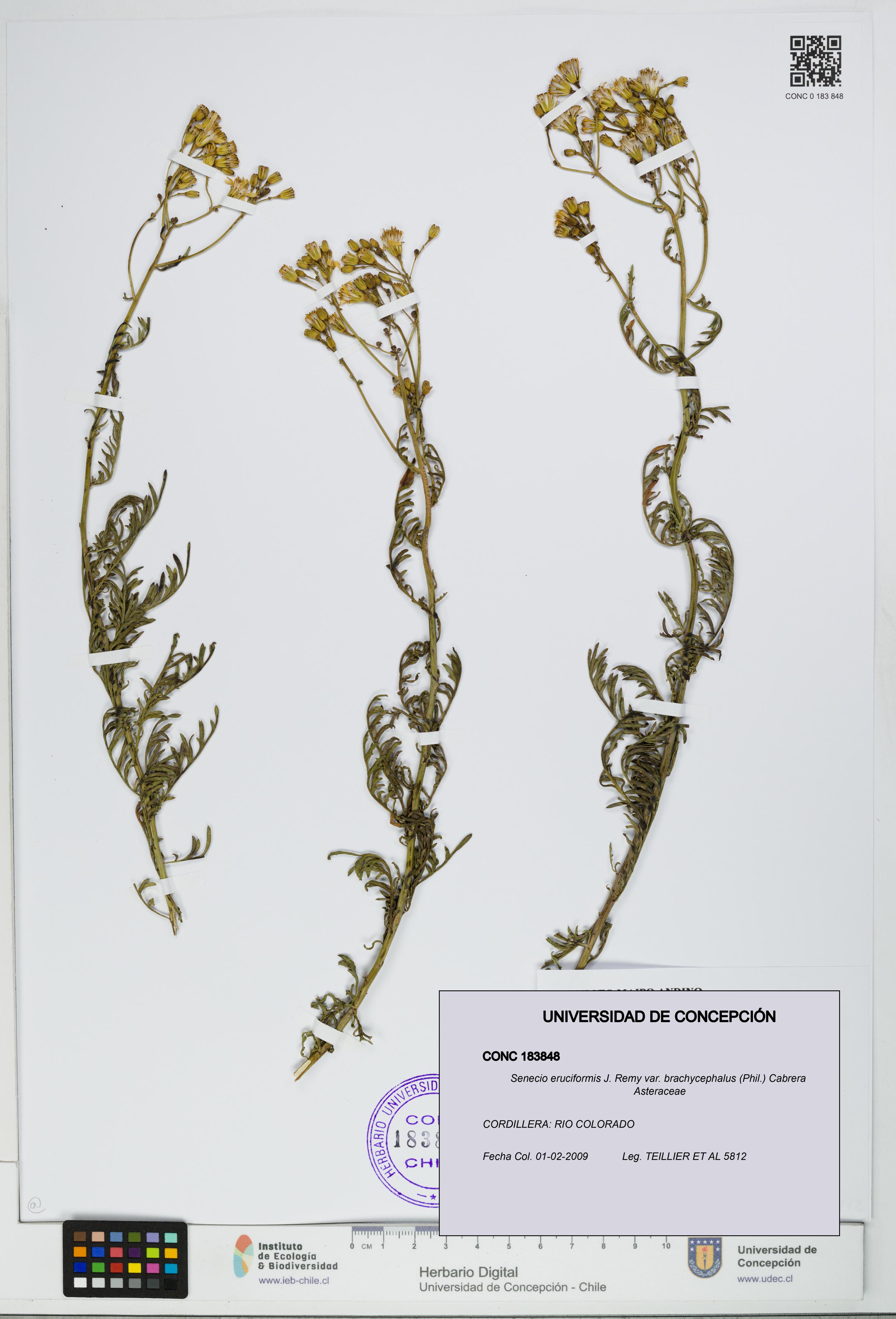 Senecio eruciformis var. brachycephalus [Espécimen: UDEC:CONC:0183848]