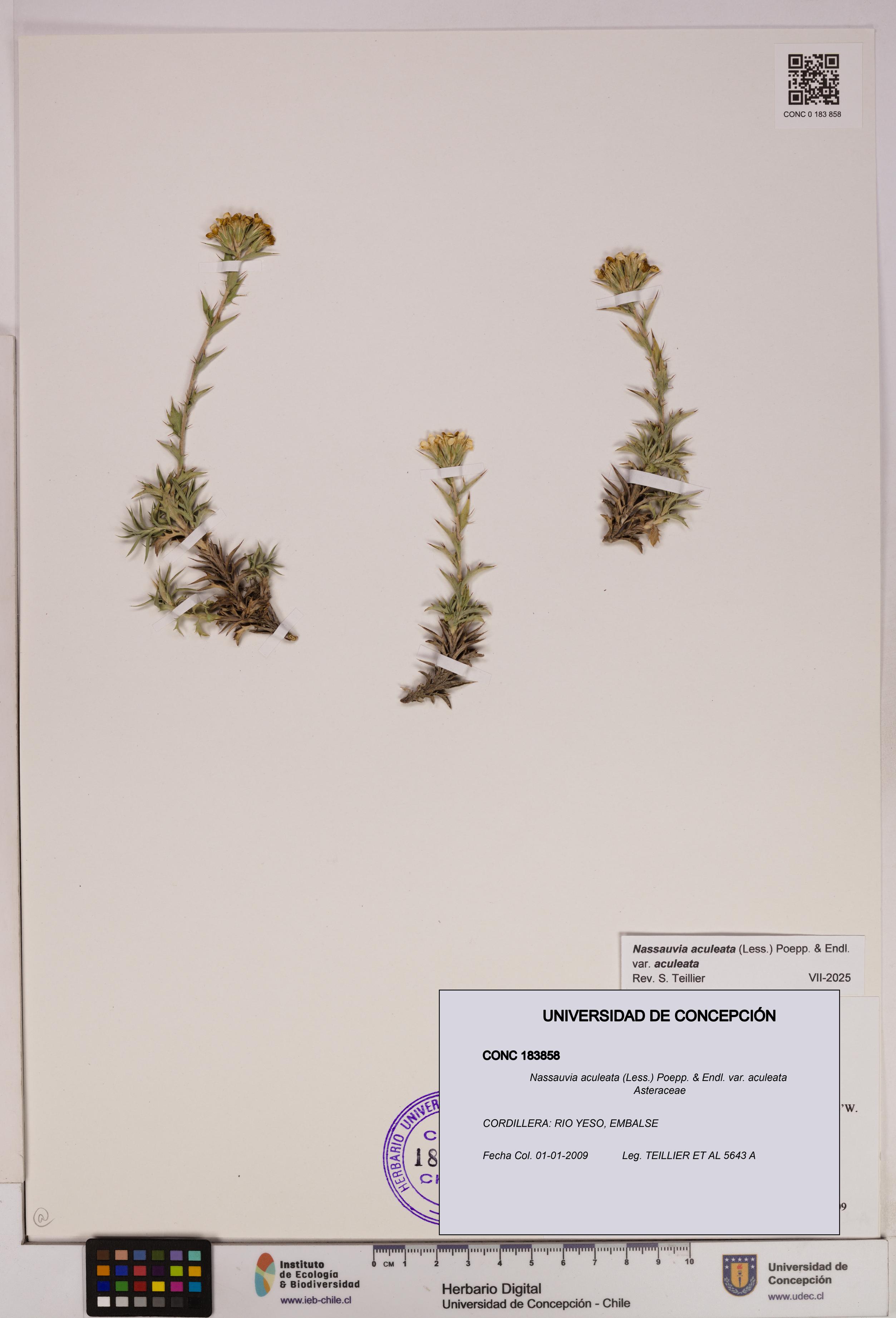 Nassauvia aculeata var. aculeata [Espécimen: UDEC:CONC:0183858]
