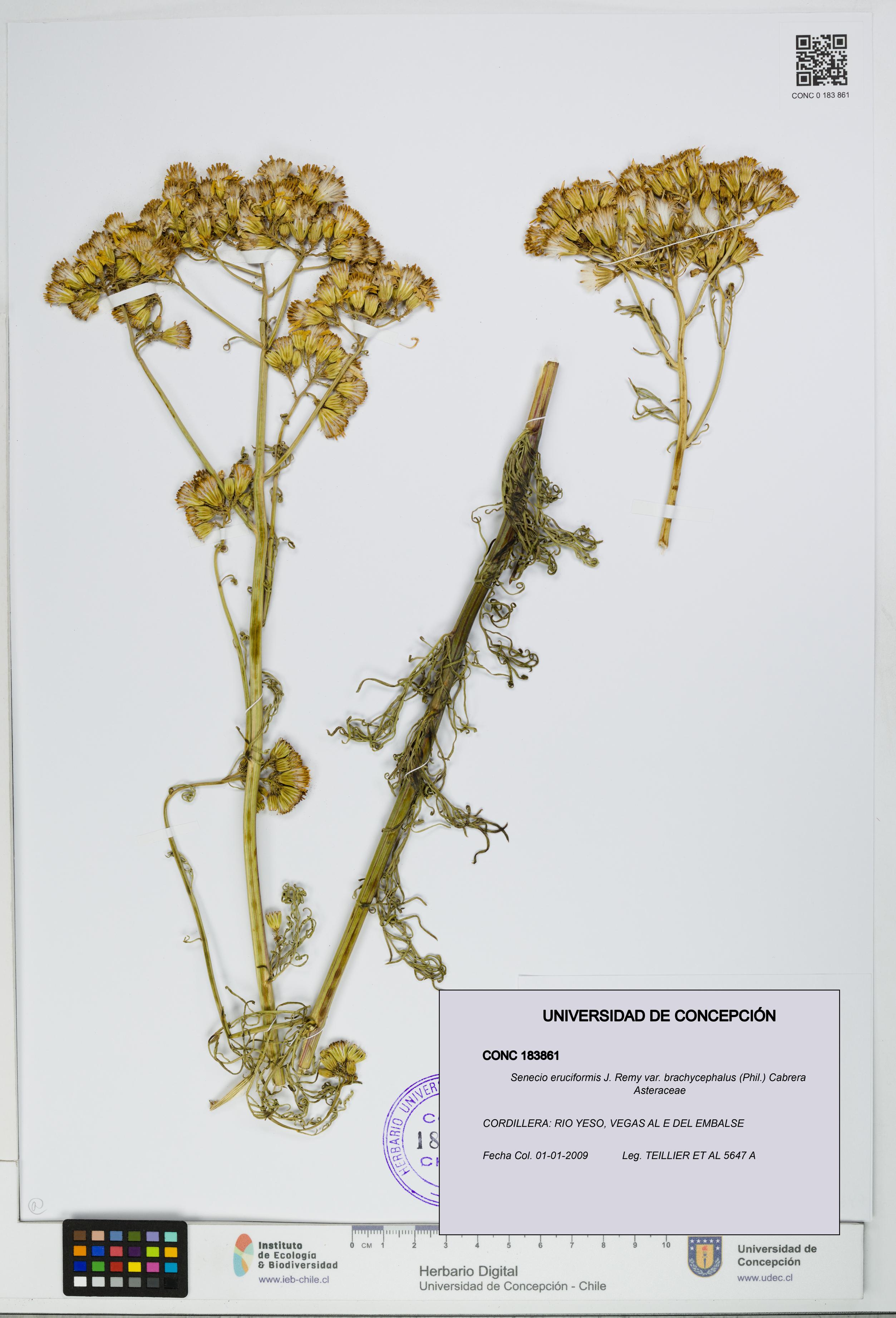 Senecio eruciformis var. brachycephalus [Espécimen: UDEC:CONC:0183861]