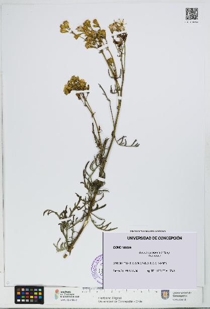 Senecio eruciformis [Espécimen: UDEC:CONC:0183864]