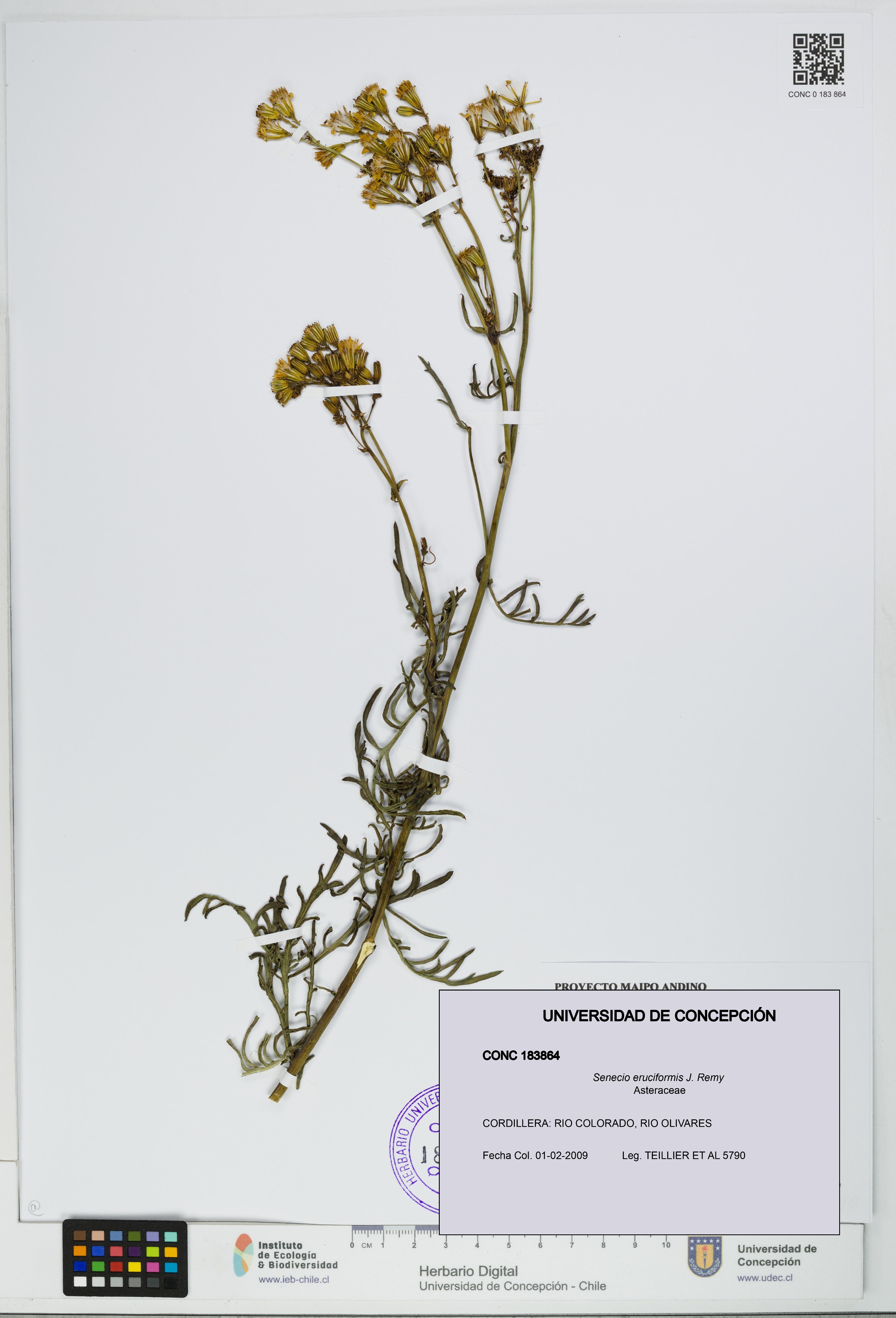 Senecio eruciformis [Espécimen: UDEC:CONC:0183864]