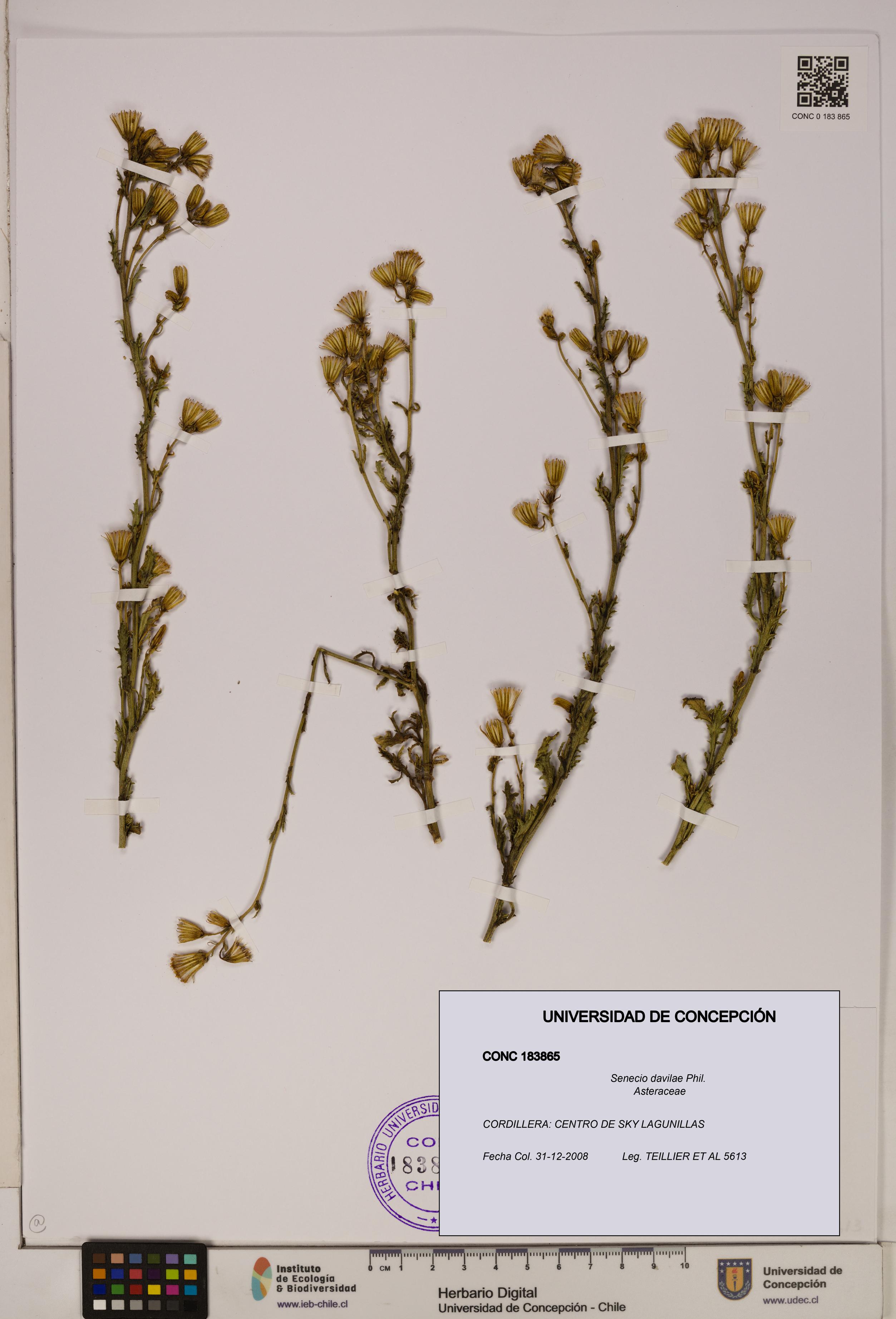 Senecio davilae [Espécimen: UDEC:CONC:0183865]