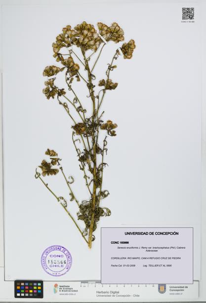 Senecio eruciformis var. brachycephalus [Espécimen: UDEC:CONC:0183866]