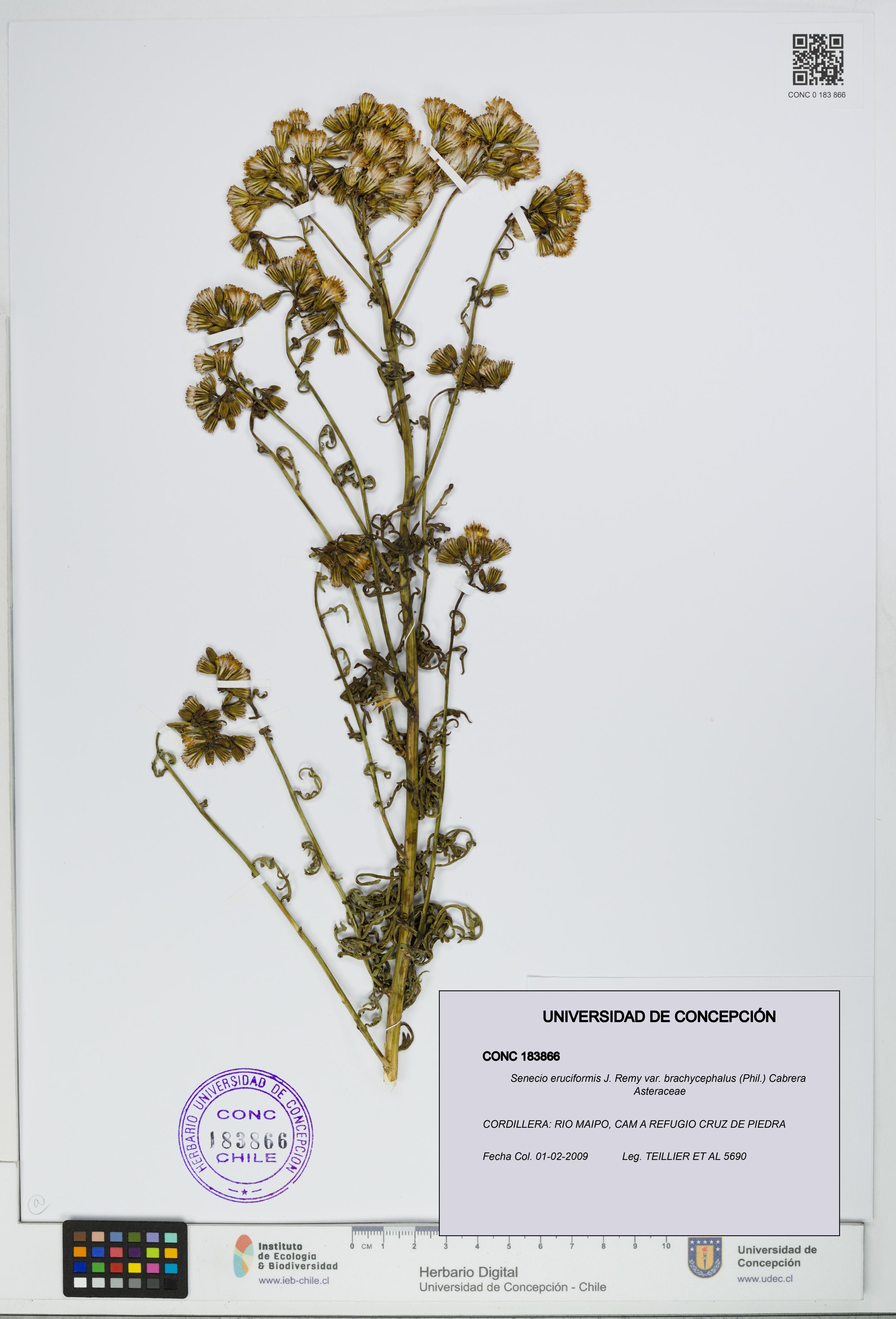 Senecio eruciformis var. brachycephalus [Espécimen: UDEC:CONC:0183866]