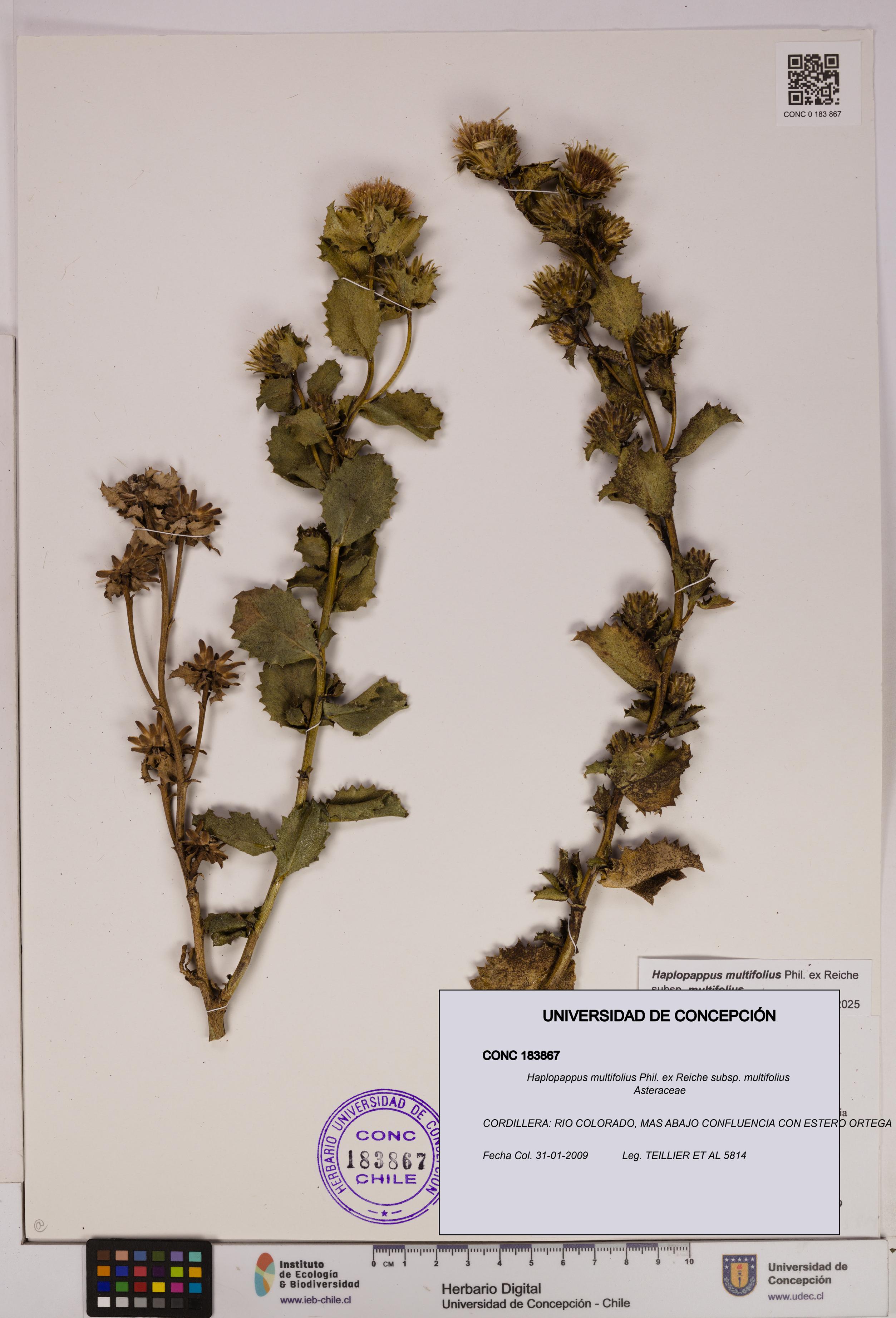 Haplopappus multifolius subsp. multifolius [Espécimen: UDEC:CONC:0183867]