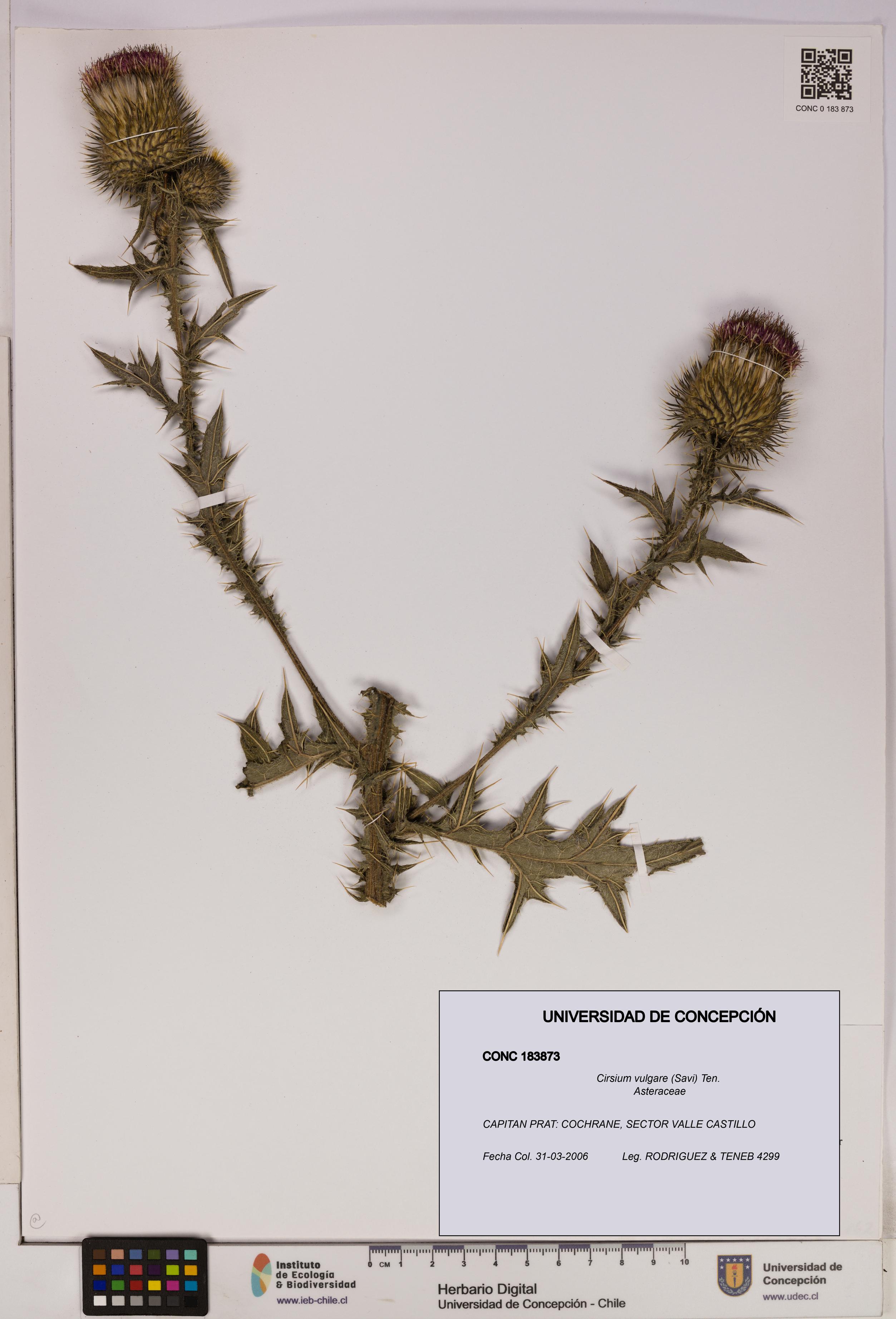 Cirsium vulgare [Espécimen: UDEC:CONC:0183873]