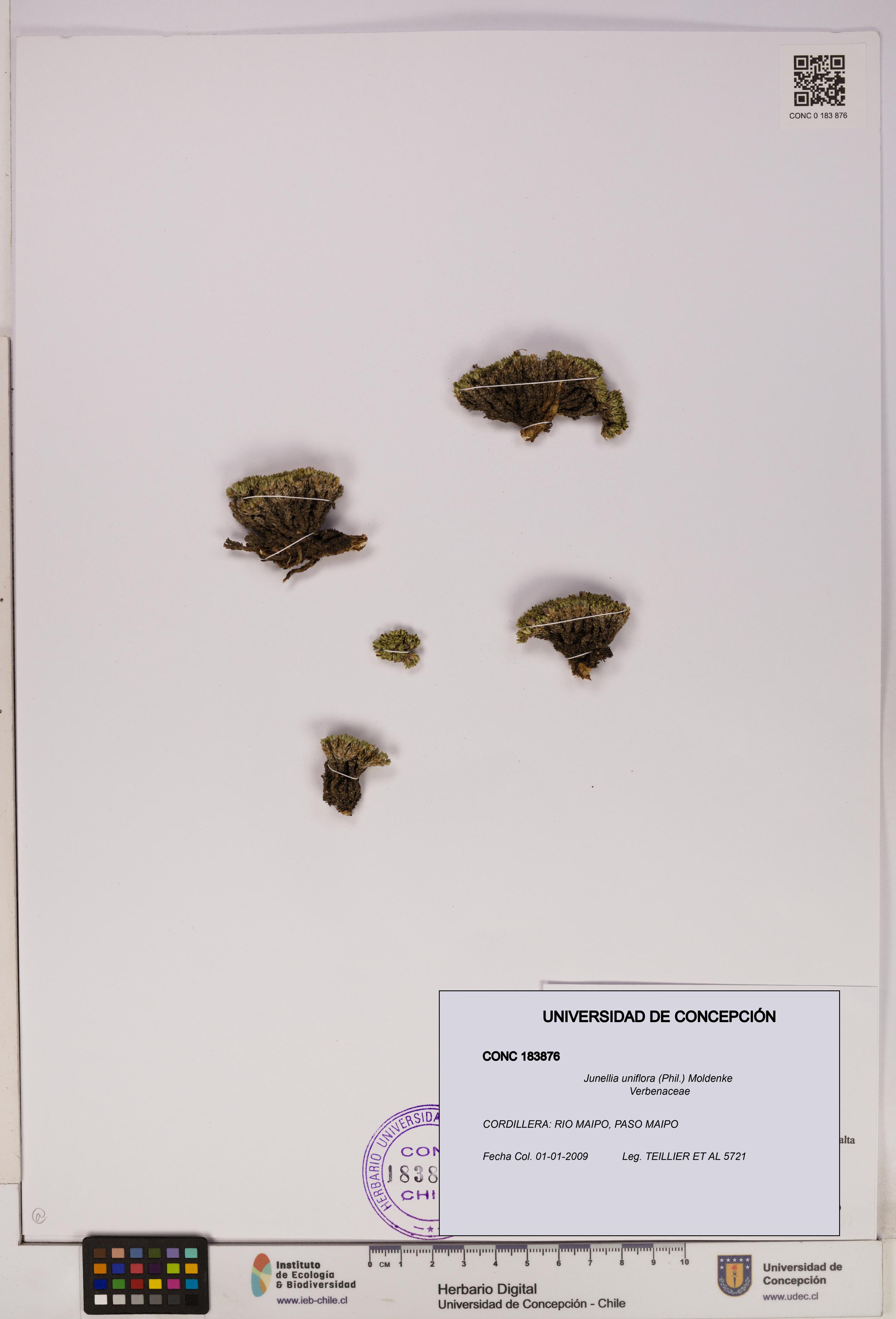 Junellia uniflora [Espécimen: UDEC:CONC:0183876]