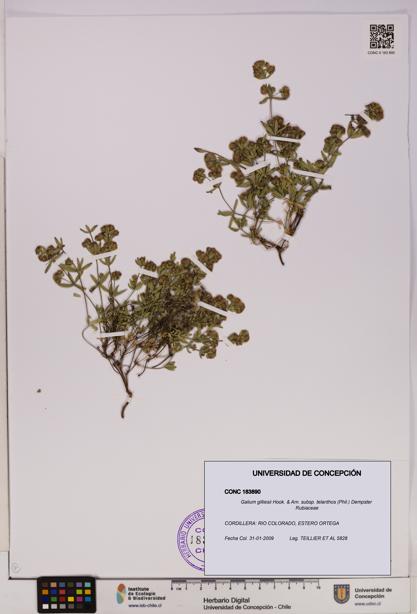 Galium gilliesii subsp. telanthos [Espécimen: UDEC:CONC:0183890]