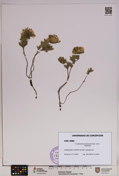 Cruckshanksia hymenodon [Espécimen: UDEC:CONC:0183892]