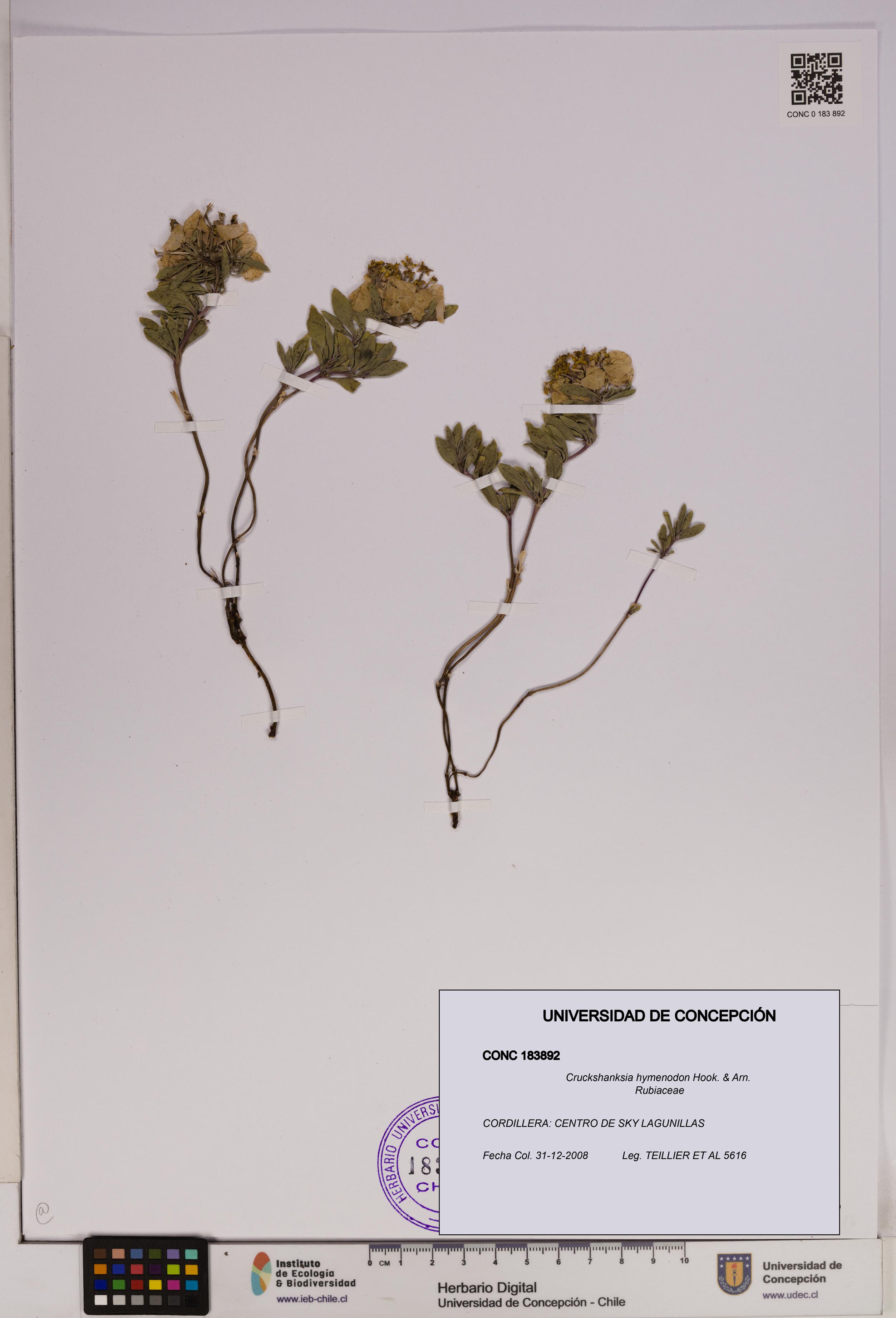 Cruckshanksia hymenodon [Espécimen: UDEC:CONC:0183892]