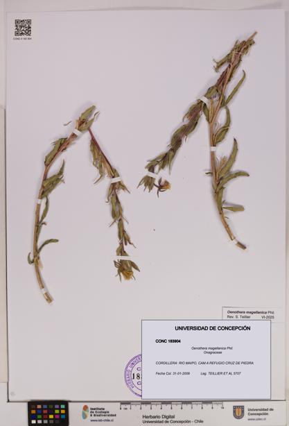 Oenothera magellanica [Espécimen: UDEC:CONC:0183904]