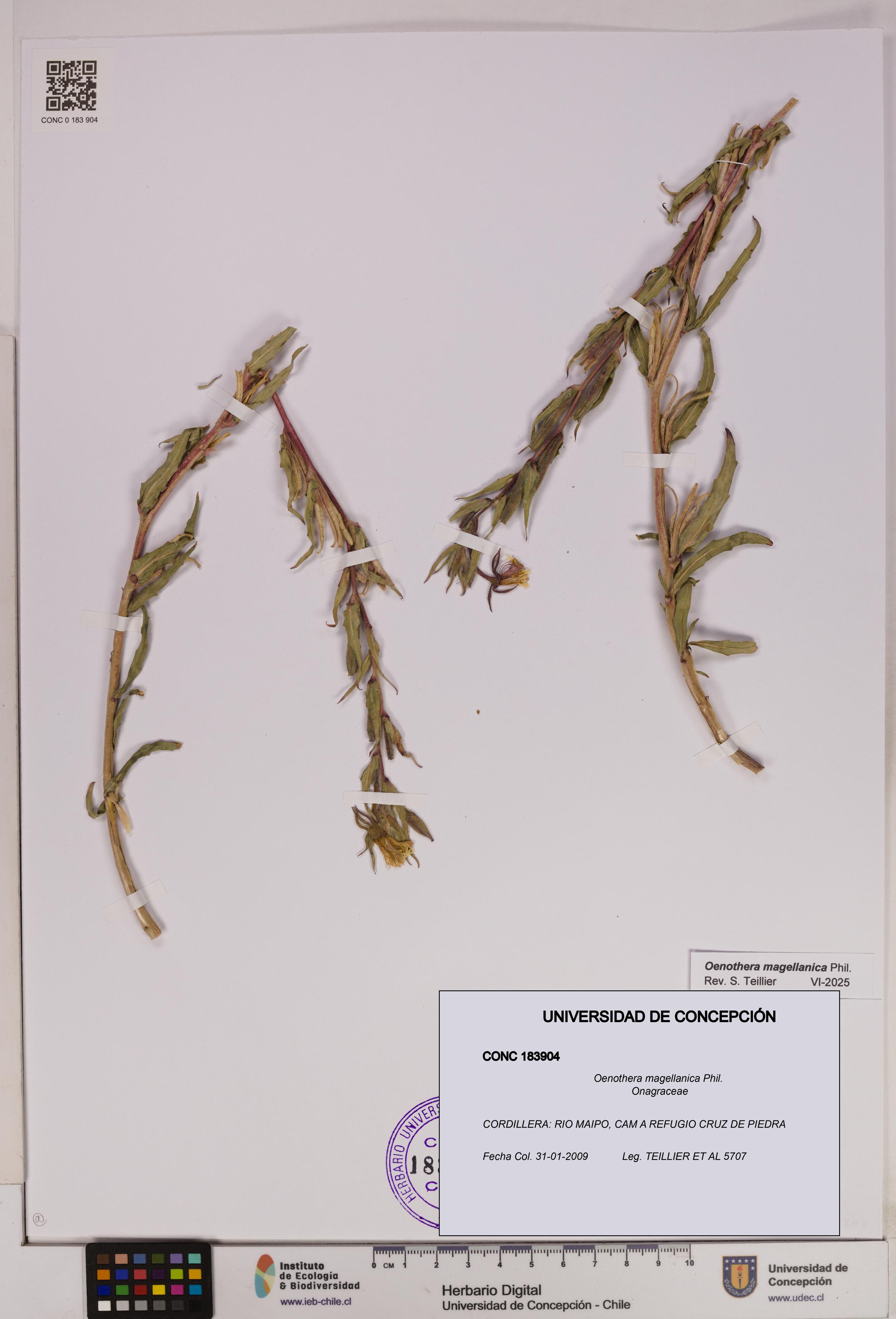 Oenothera magellanica [Espécimen: UDEC:CONC:0183904]