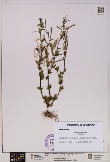 Epilobium ciliatum [Espécimen: UDEC:CONC:0183909]