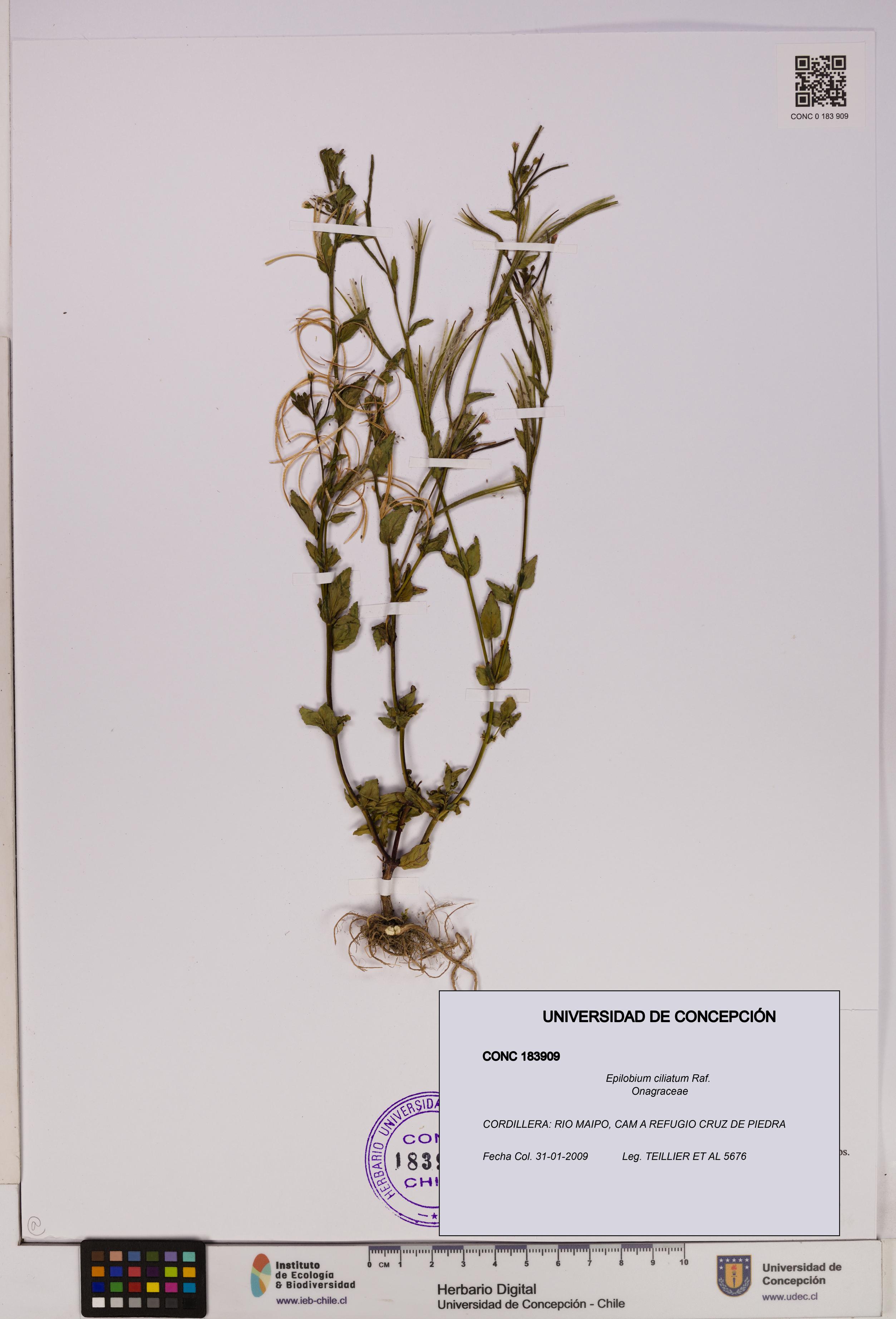 Epilobium ciliatum [Espécimen: UDEC:CONC:0183909]