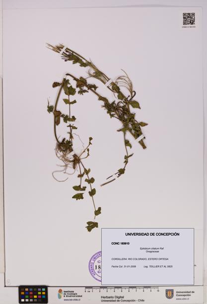 Epilobium ciliatum [Espécimen: UDEC:CONC:0183910]