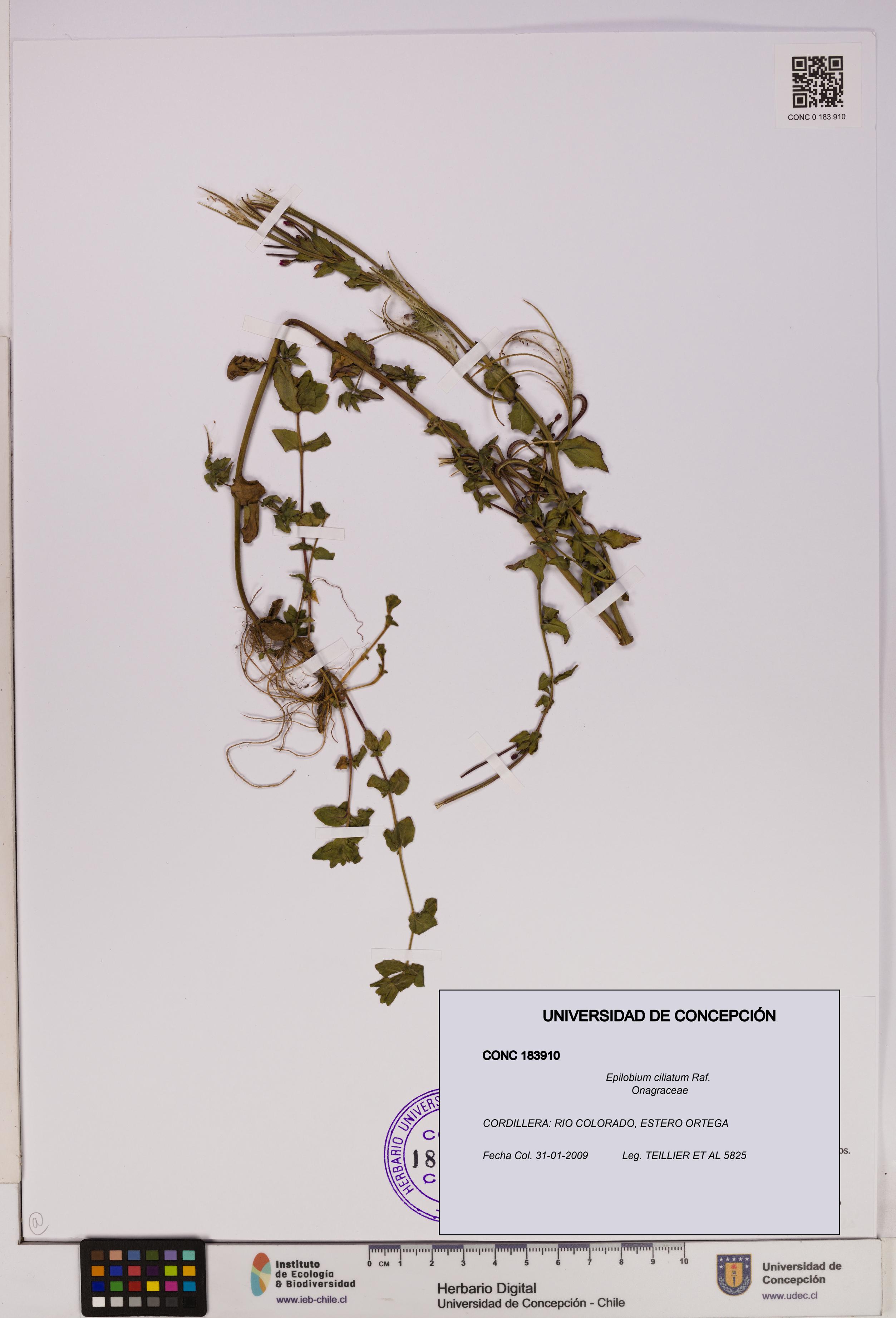 Epilobium ciliatum [Espécimen: UDEC:CONC:0183910]