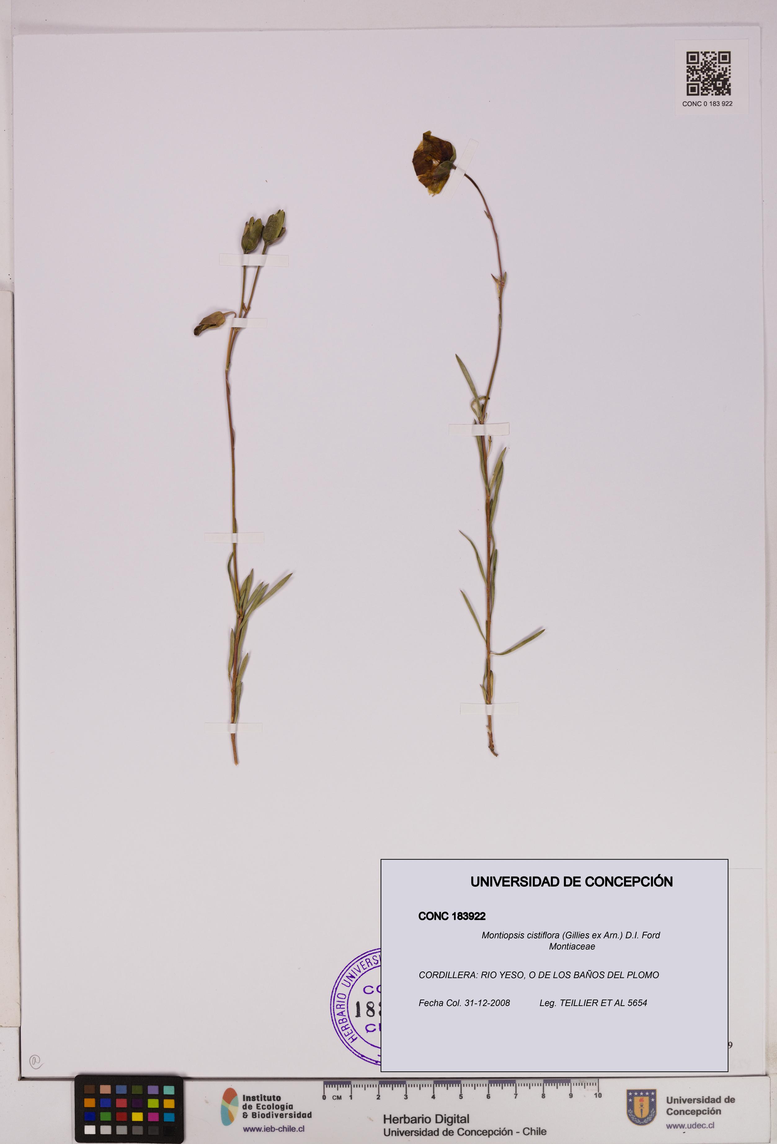 Montiopsis cistiflora [Espécimen: UDEC:CONC:0183922]