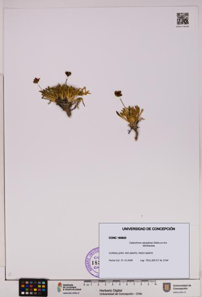 Calandrinia caespitosa [Espécimen: UDEC:CONC:0183923]