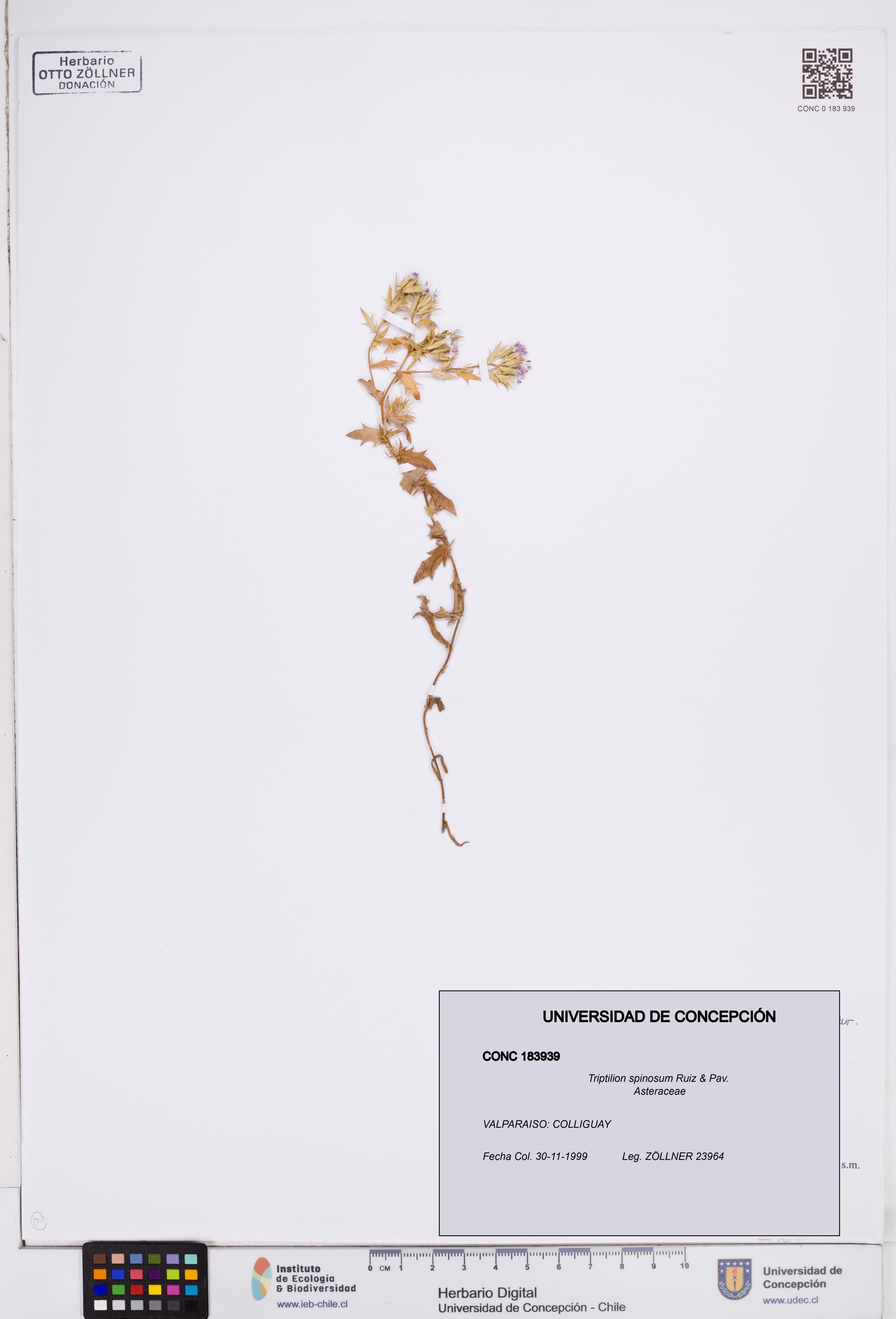 Triptilion spinosum [Espécimen: ]