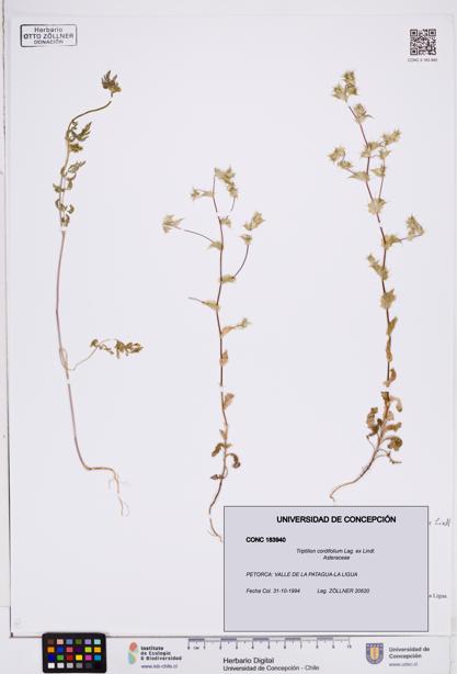 Triptilion cordifolium [Espécimen: ]