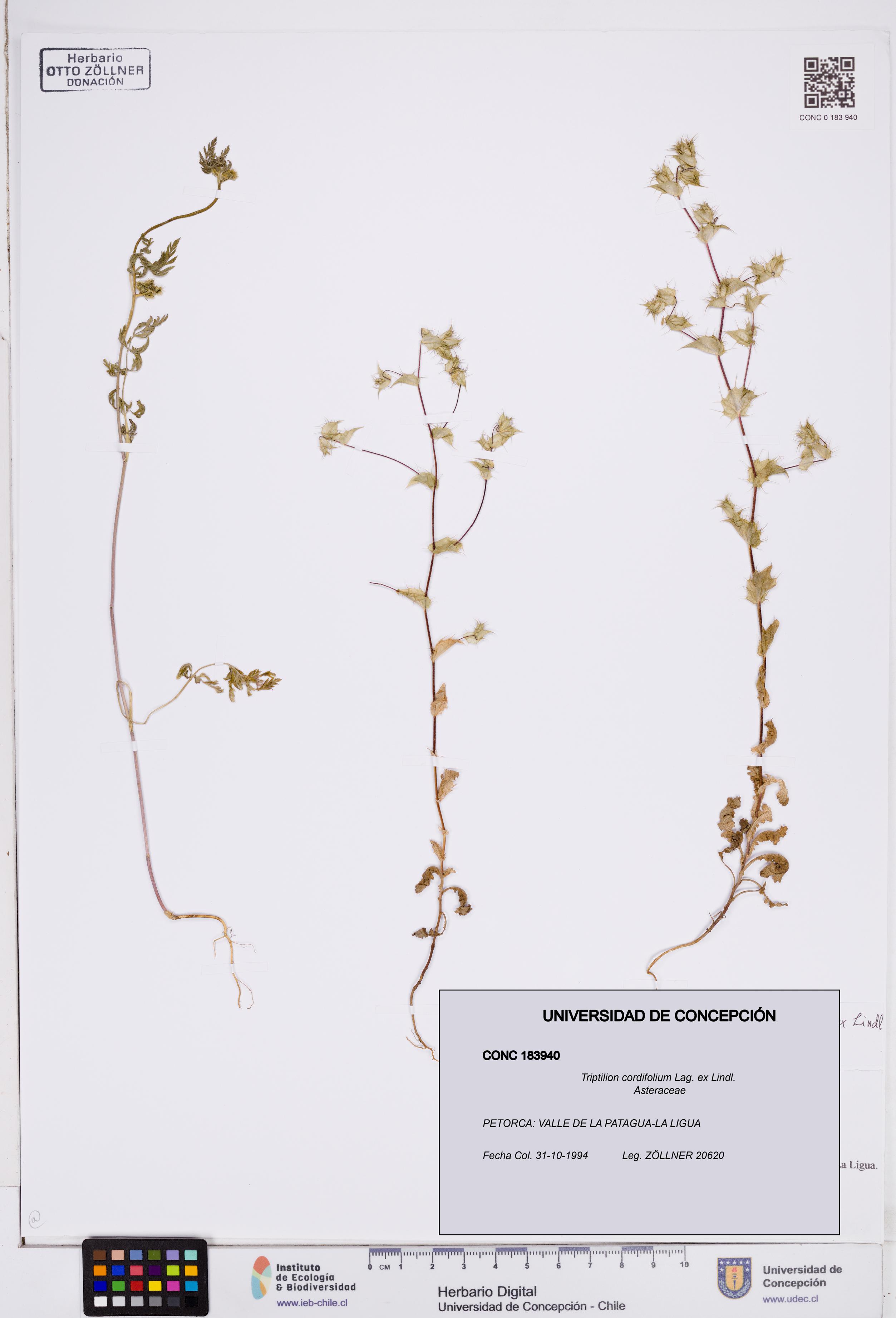 Triptilion cordifolium [Espécimen: ]