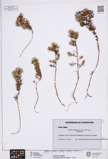 Triptilion capillatum [Espécimen: ]