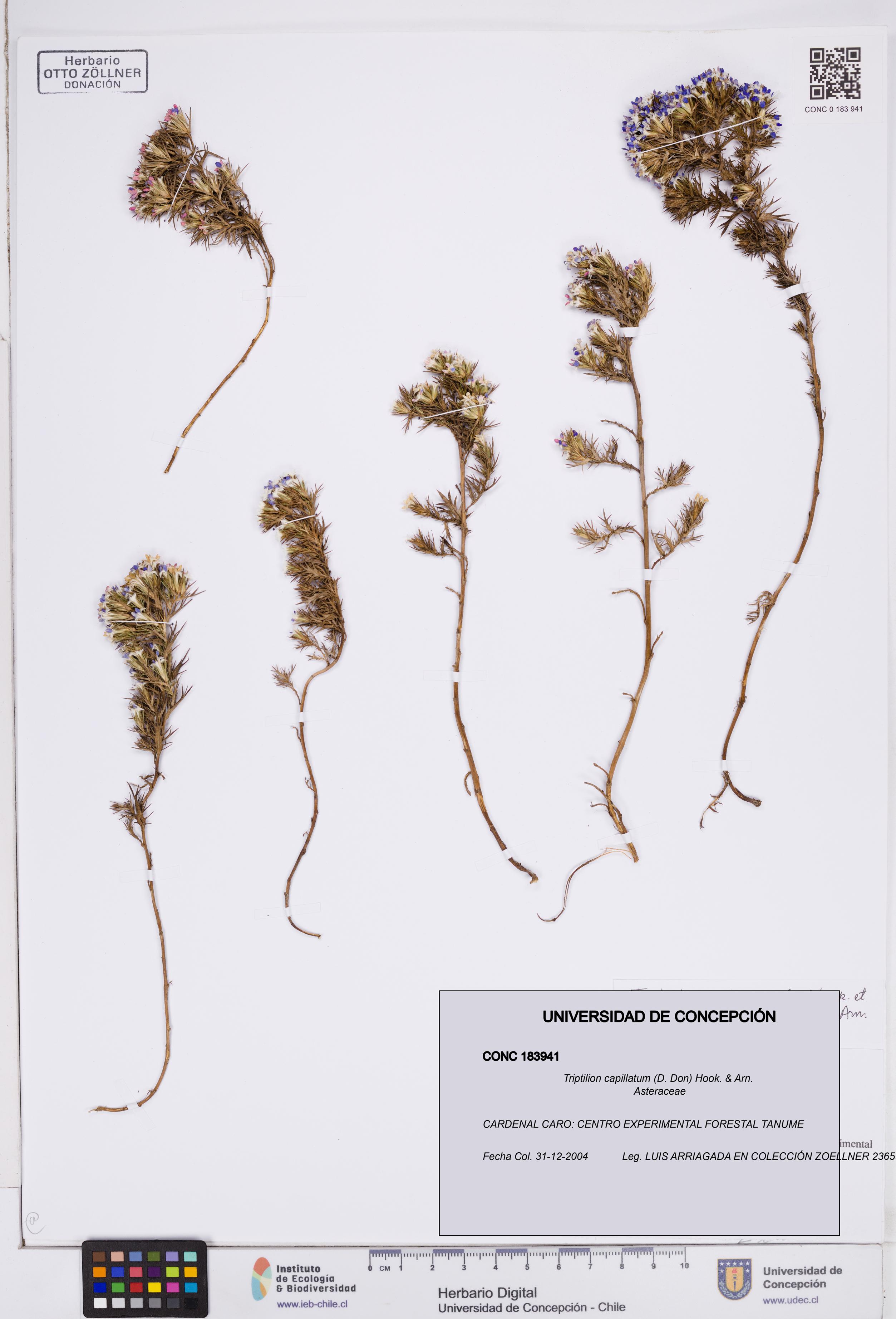 Triptilion capillatum [Espécimen: ]