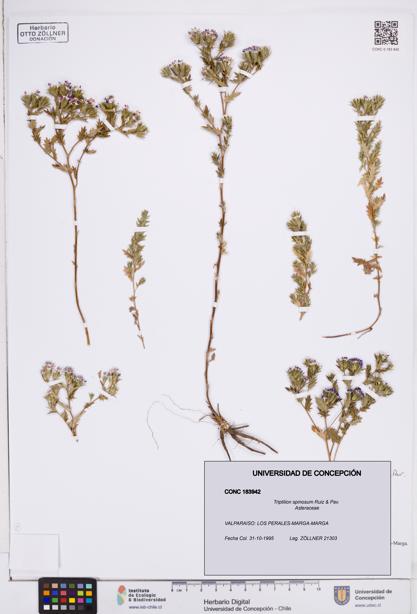 Triptilion spinosum [Espécimen: ]
