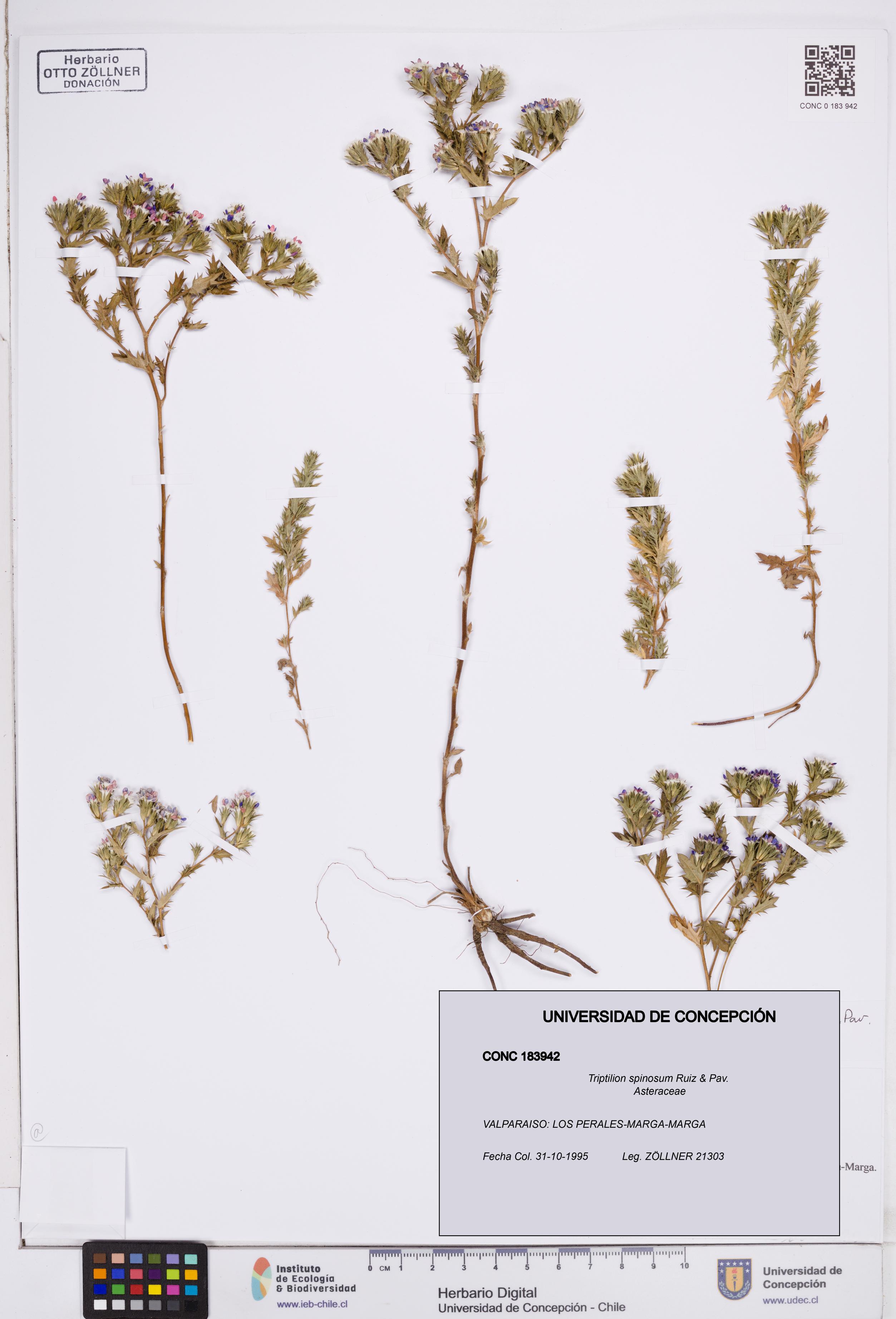Triptilion spinosum [Espécimen: ]