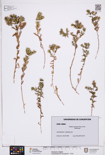 Triptilion spinosum [Espécimen: ]