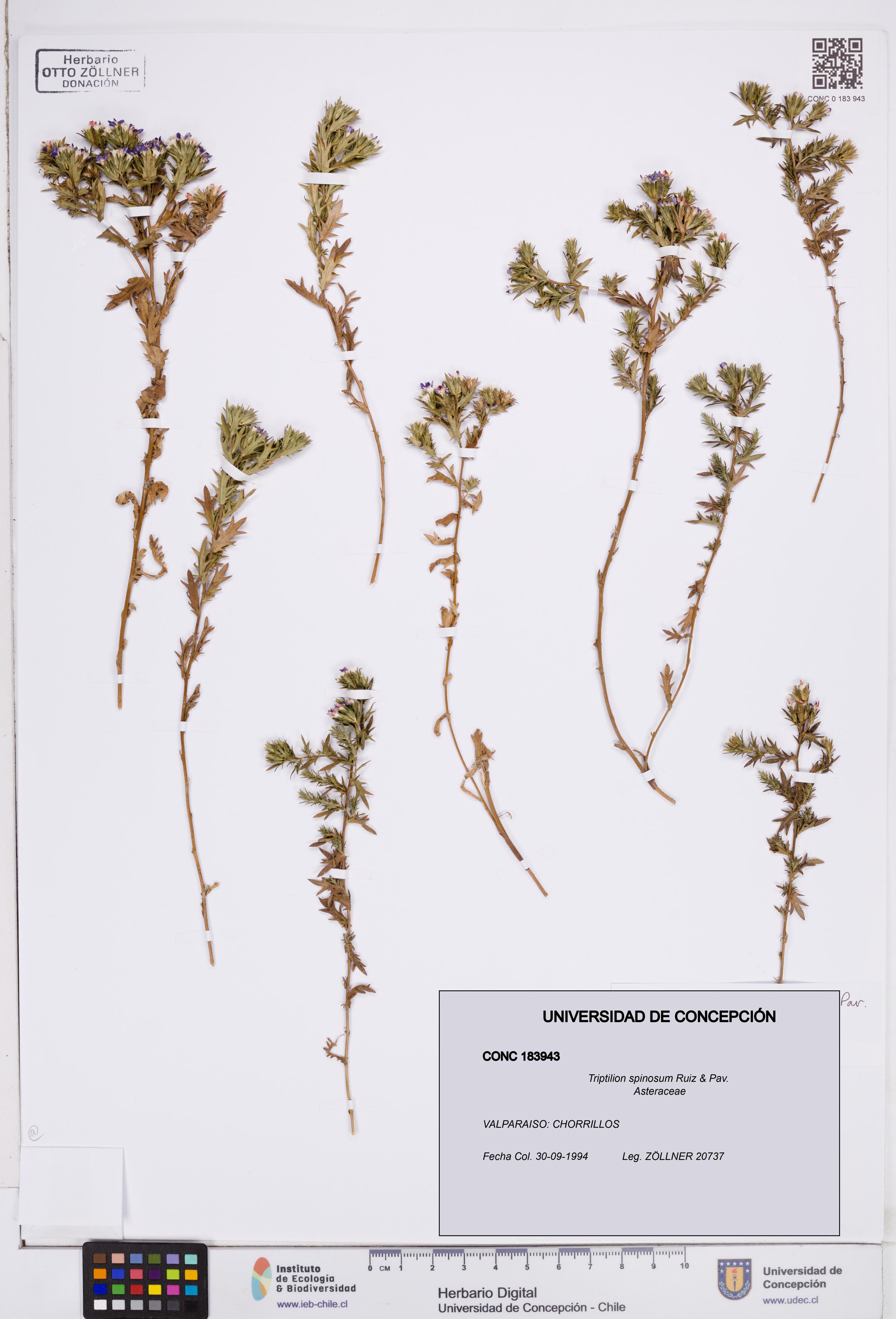 Triptilion spinosum [Espécimen: ]