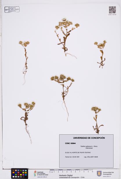 Triptilion gibbosum [Espécimen: ]