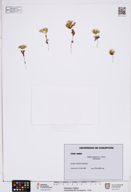 Triptilion gibbosum [Espécimen: ]