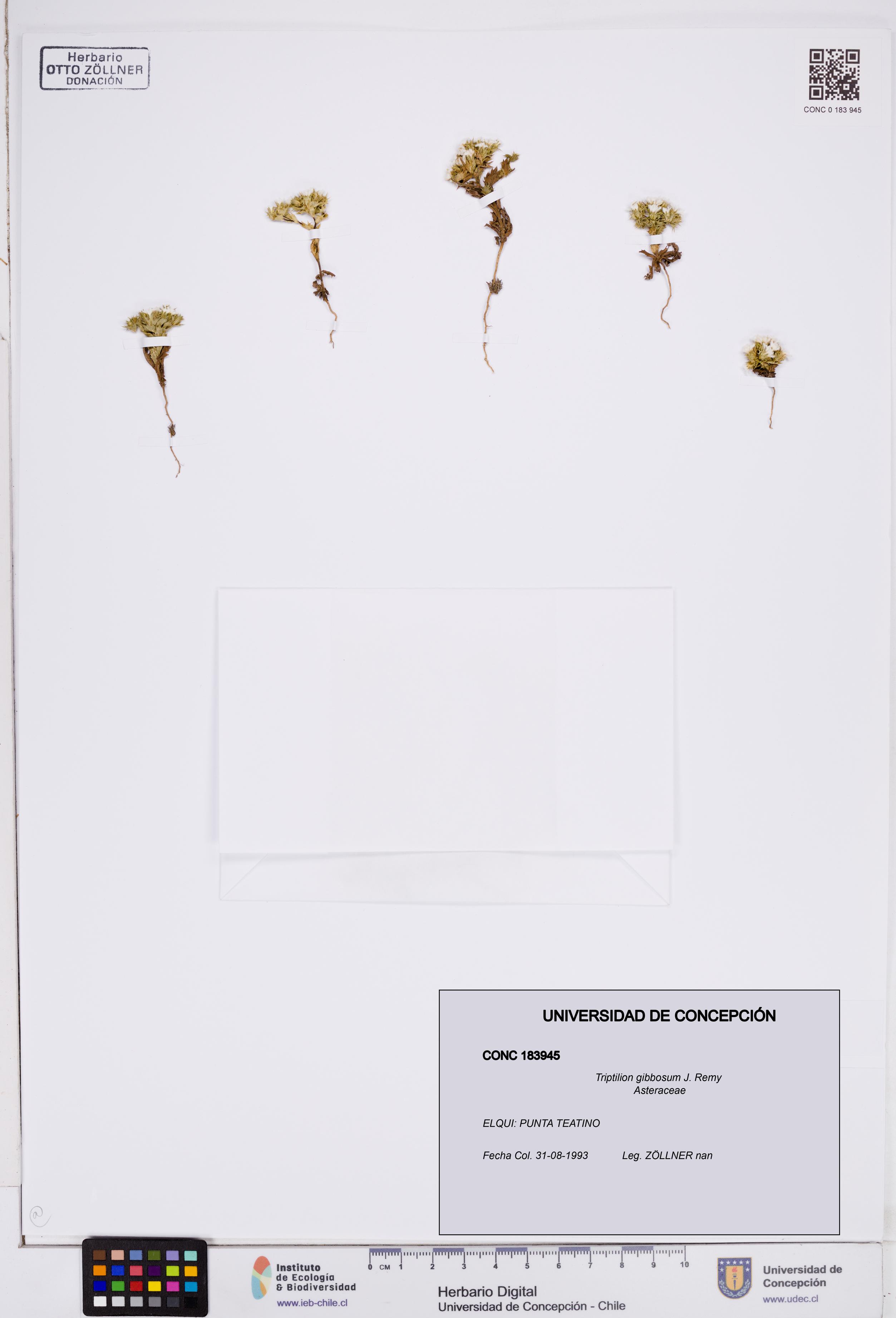 Triptilion gibbosum [Espécimen: ]