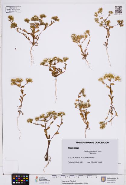 Triptilion gibbosum [Espécimen: ]