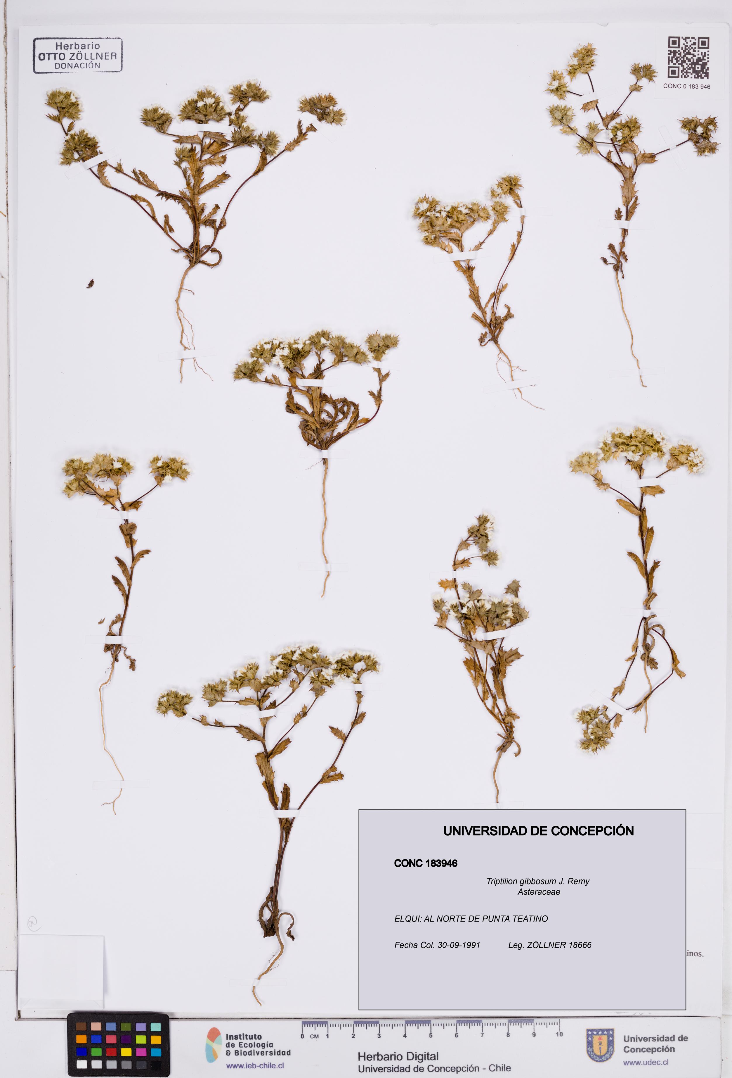 Triptilion gibbosum [Espécimen: ]