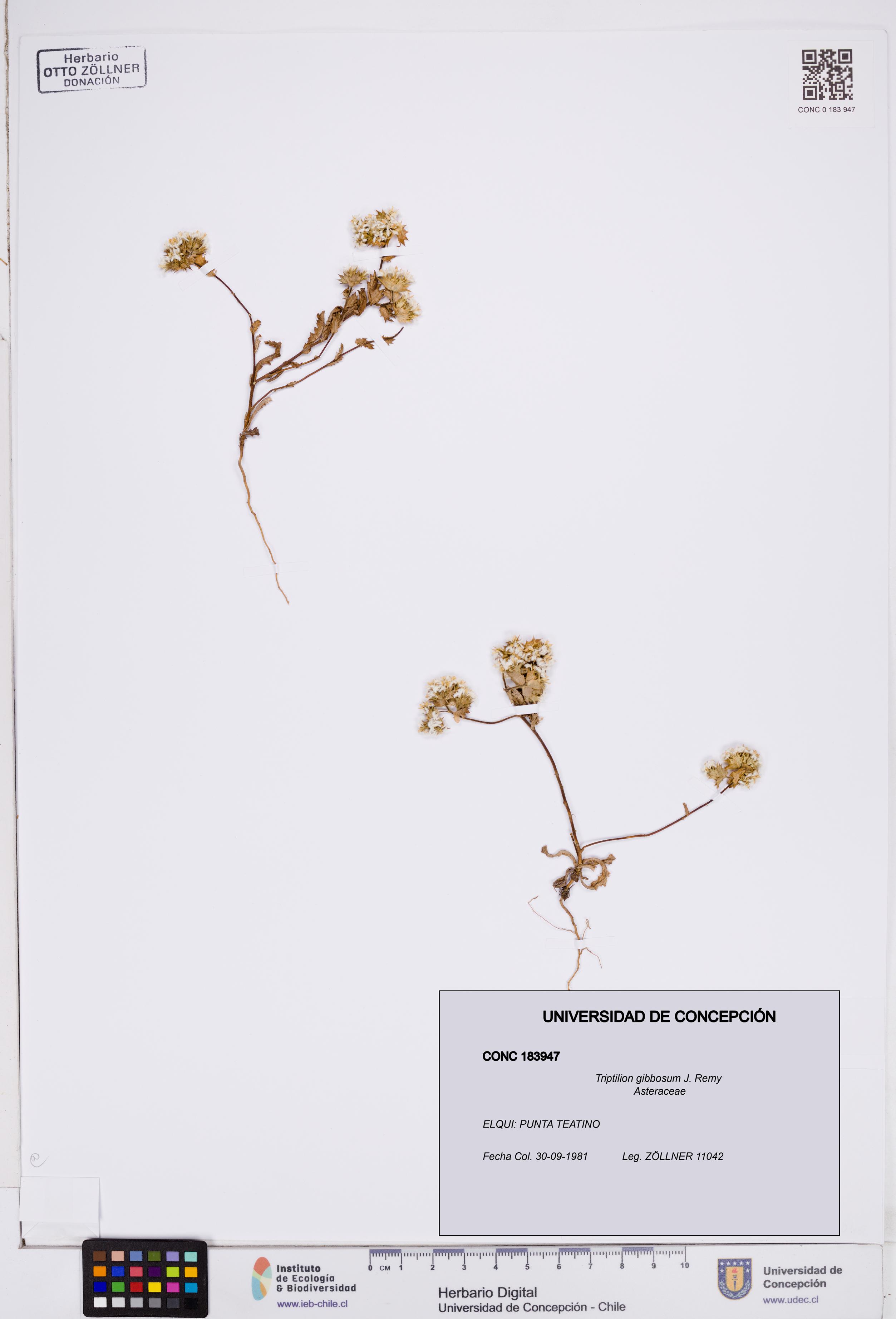 Triptilion gibbosum [Espécimen: ]