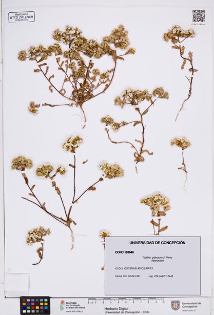 Triptilion gibbosum [Espécimen: ]