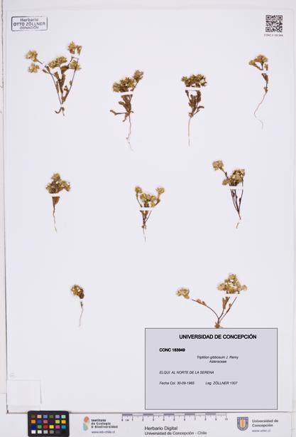 Triptilion gibbosum [Espécimen: ]