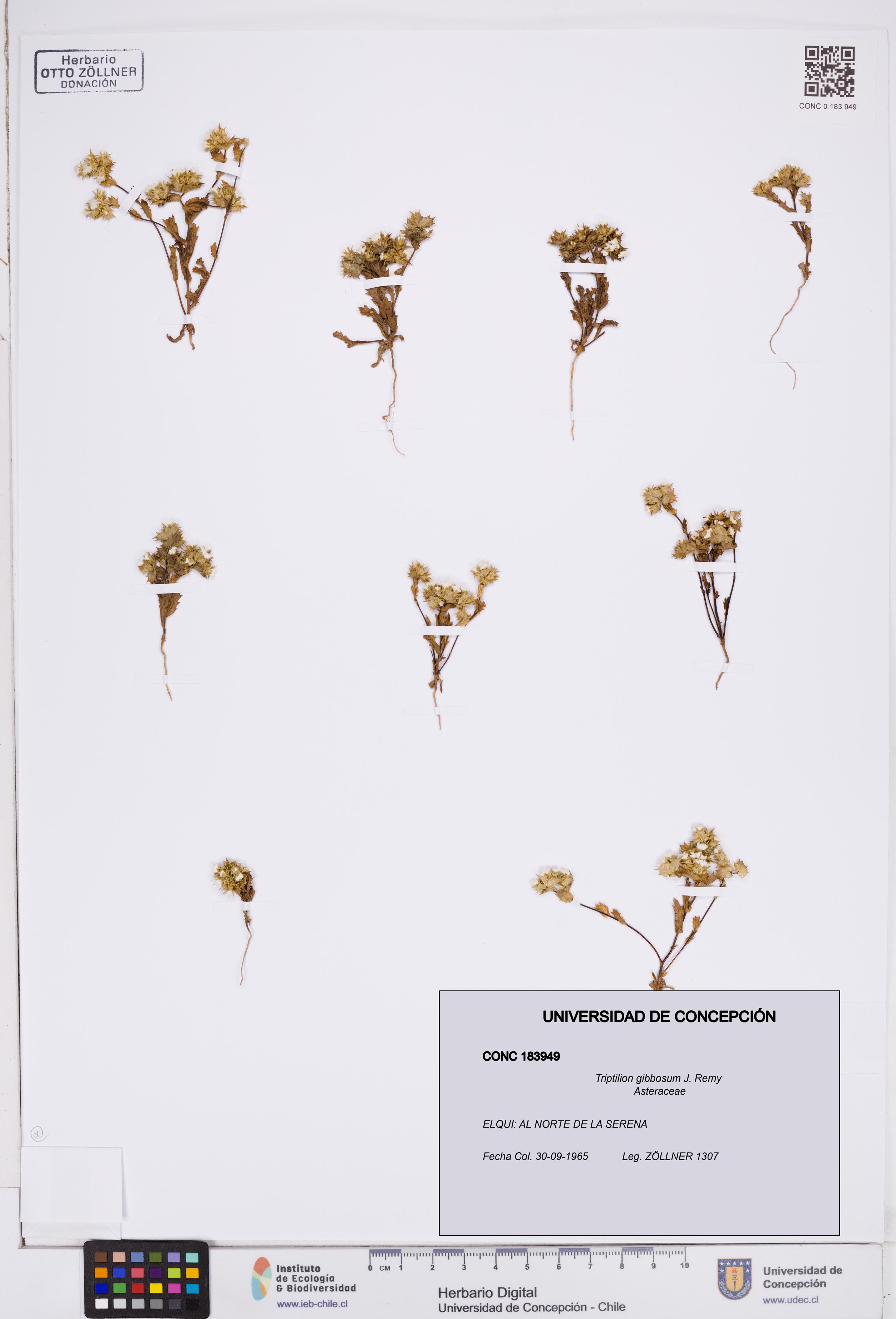 Triptilion gibbosum [Espécimen: ]