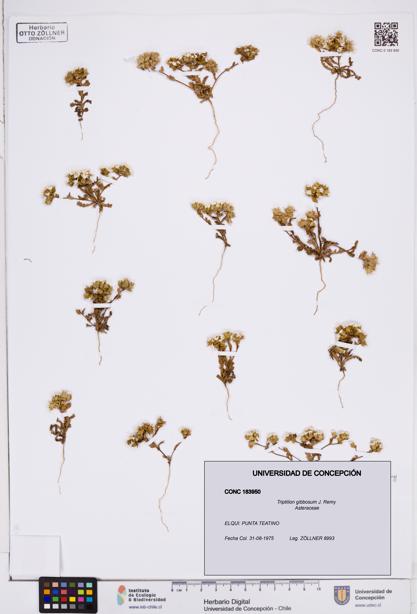 Triptilion gibbosum [Espécimen: ]